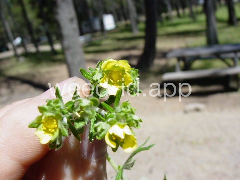 cinquefoil, silvery